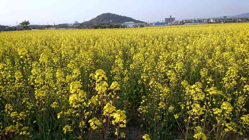 菜の花